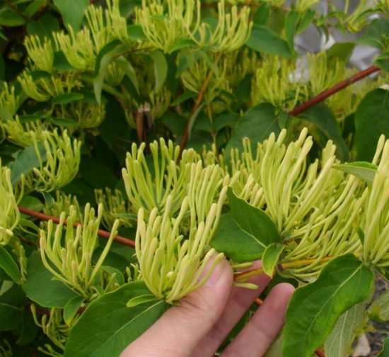 浙江菊花種植基地