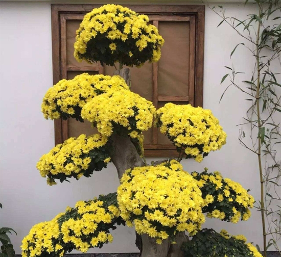 襄陽(yáng)造型菊花種植